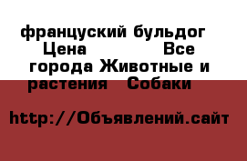 француский бульдог › Цена ­ 40 000 - Все города Животные и растения » Собаки   